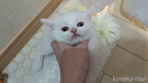 成約済の広島県のその他の猫種-97409の54枚目