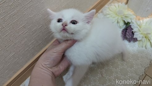 成約済の広島県のその他の猫種-97409の52枚目