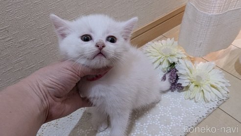 成約済の広島県のその他の猫種-97409の53枚目