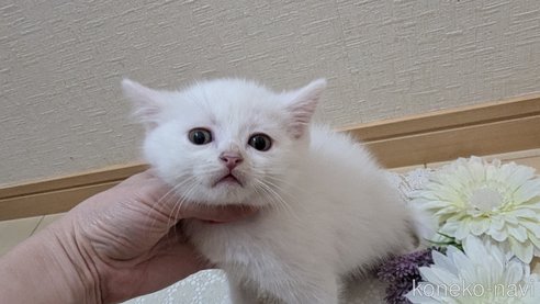 成約済の広島県のその他の猫種-97409の51枚目