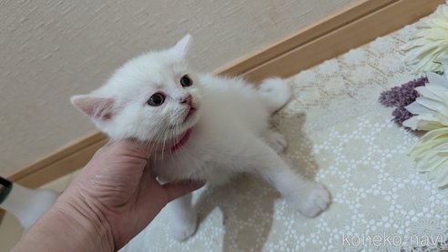 成約済の広島県のその他の猫種-97409の48枚目