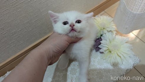 成約済の広島県のその他の猫種-97409の46枚目