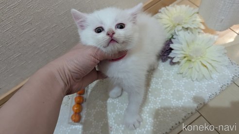 成約済の広島県のその他の猫種-97409の47枚目