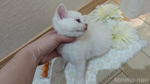 成約済の広島県のその他の猫種-97409の44枚目