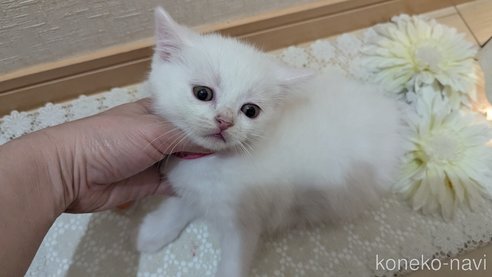 成約済の広島県のその他の猫種-97409の45枚目