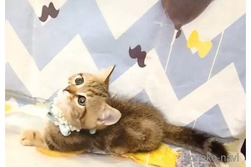 成約済の埼玉県のミヌエット(短足)-100622の5枚目