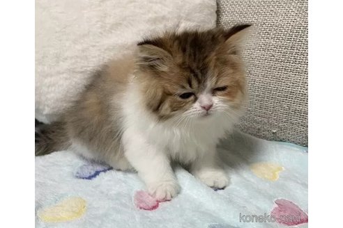 成約済の京都府のマンチカン-100635の2枚目
