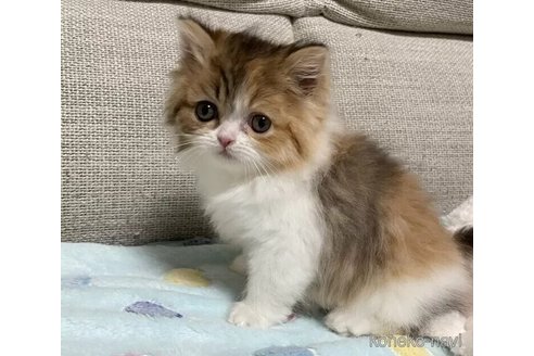 成約済の京都府のマンチカン-100635の5枚目