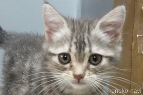 成約済の埼玉県のアメリカンショートヘア-95736の3枚目
