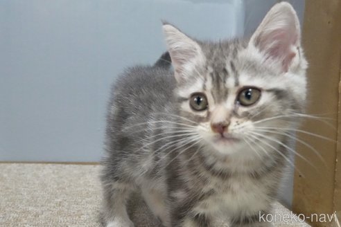成約済の埼玉県のアメリカンショートヘア-95736の2枚目