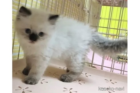 成約済の静岡県のヒマラヤン-100639の1枚目