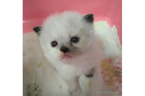 販売中の静岡県のヒマラヤン-100640の5枚目