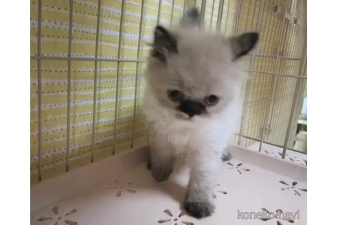 販売中の静岡県のヒマラヤン-100641の3枚目