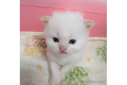 成約済の静岡県のヒマラヤン-100642の5枚目