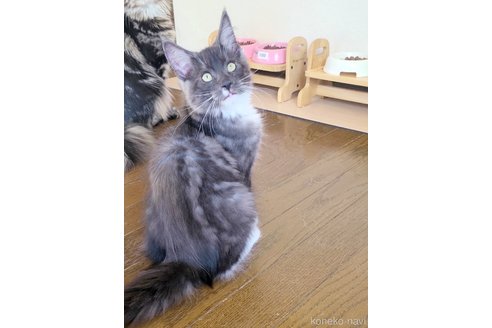 成約済の岡山県のメインクーン-95303の5枚目