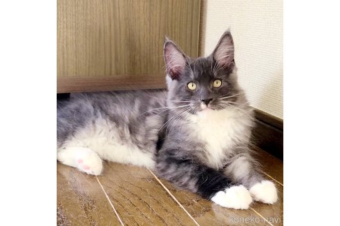 成約済の岡山県のメインクーン-95303の4枚目
