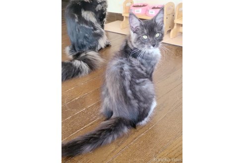 成約済の岡山県のメインクーン-95303の3枚目