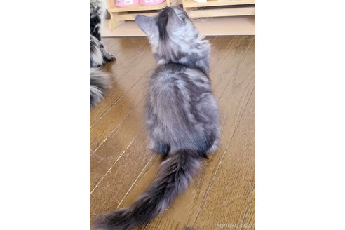 成約済の岡山県のメインクーン-95303の2枚目