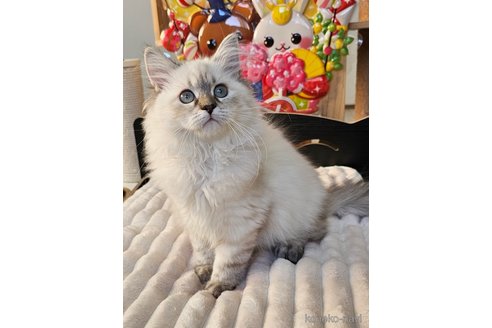 スイートちゃん1枚目