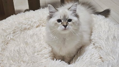 スイートちゃん1枚目