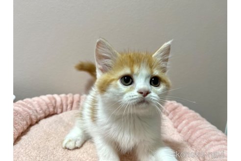 成約済の群馬県のミヌエット-96986の3枚目