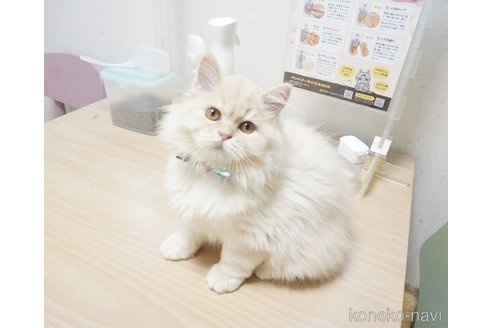 販売中の福岡県のミヌエット-93777の8枚目