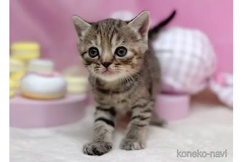 販売中の東京都のマンチカン-100685の3枚目
