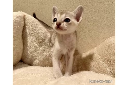 成約済の岐阜県のシンガプーラ-100732の1枚目