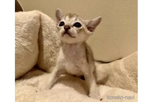成約済の岐阜県のシンガプーラ-100733の1枚目