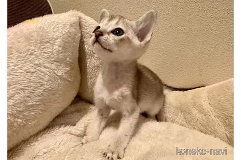 成約済の岐阜県のシンガプーラ-100733の3枚目