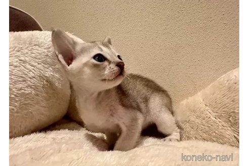 成約済の岐阜県のシンガプーラ-100734の2枚目