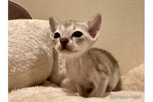 成約済の岐阜県のシンガプーラ-100734