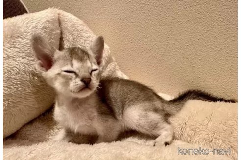 成約済の岐阜県のシンガプーラ-100735の3枚目