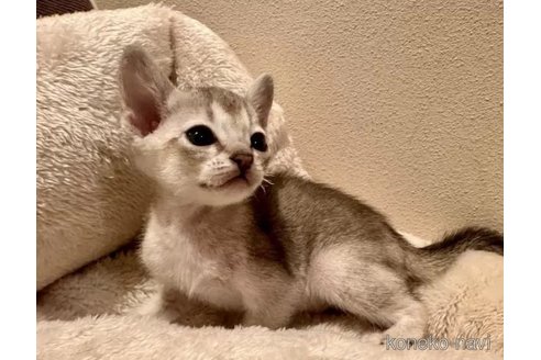 成約済の岐阜県のシンガプーラ-100735の2枚目