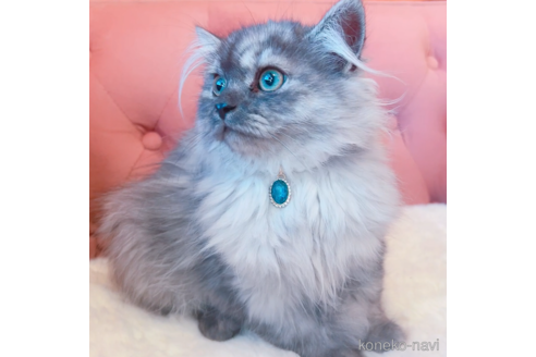 サイベリアンでシルバー系の子猫を探す｜子猫ブリーダーナビ
