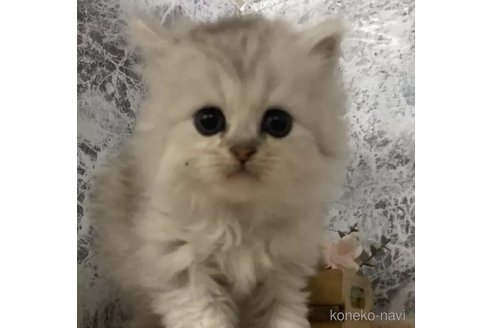 成約済の神奈川県のペルシャ(チンチラ)-100739の1枚目