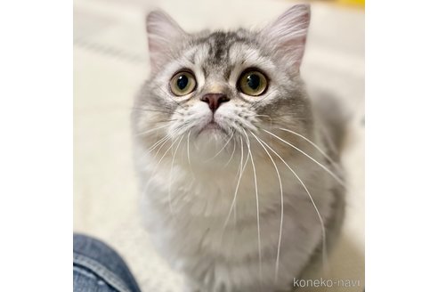 成約済の愛知県のミヌエット-85376の24枚目