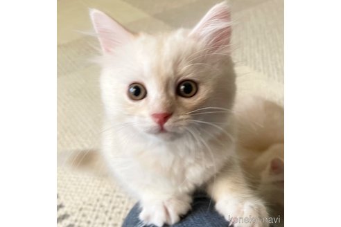 成約済の愛知県のミヌエット-95964の9枚目