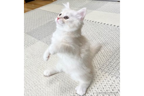 成約済の愛知県のミヌエット-95964の8枚目