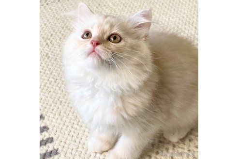成約済の愛知県のミヌエット-97792の6枚目