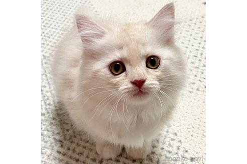 成約済の愛知県のミヌエット-97792の5枚目