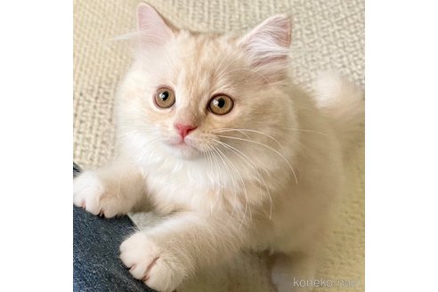 成約済の愛知県のミヌエット-97792の1枚目