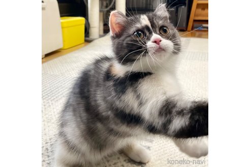 成約済の愛知県のミヌエット-93351の43枚目