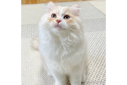 成約済の愛知県のミヌエット-93350の2枚目