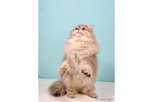 ミホークくん1枚目