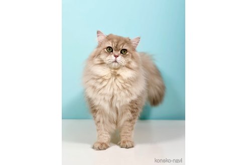 ミホークくん1枚目