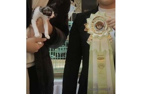 ペローナちゃん1枚目