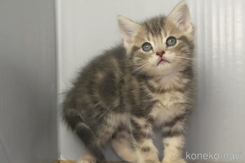 成約済の埼玉県のアメリカンショートヘア-98041の3枚目