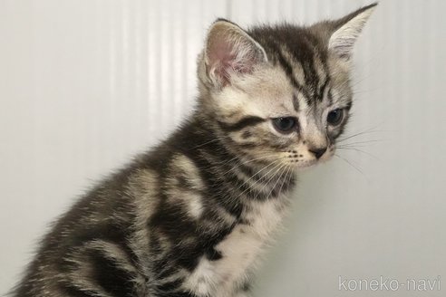 成約済の埼玉県のアメリカンショートヘア-98035の4枚目