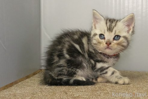 成約済の埼玉県のアメリカンショートヘア-99500の2枚目